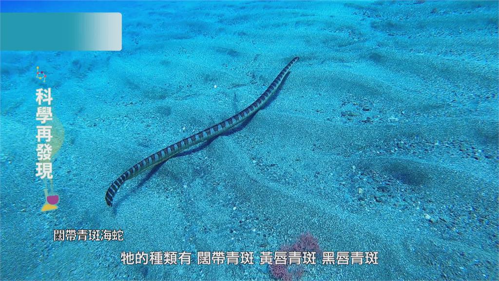 蘭嶼珊瑚礁生態 與海蛇悠游共舞