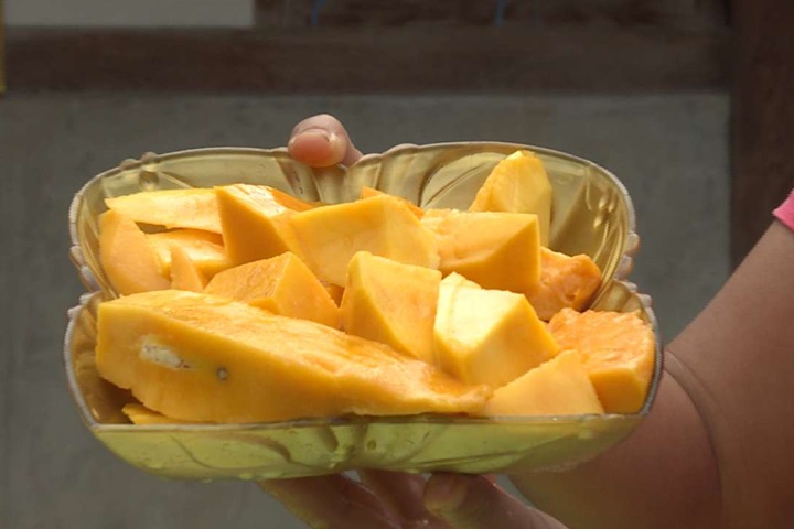 冬天也能吃芒果！新品種「秋蘭芒果」誕生