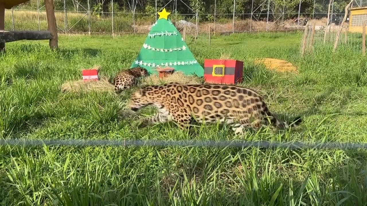 哥倫比亞動物園佈置「耶誕裝置」　專家：有助動物身心健康