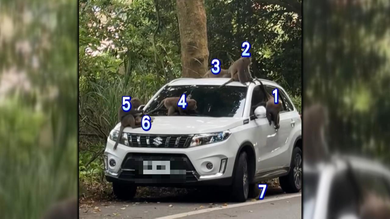 休旅車慘變「猴群遊戲場」！　9隻獼猴在車頂開派對