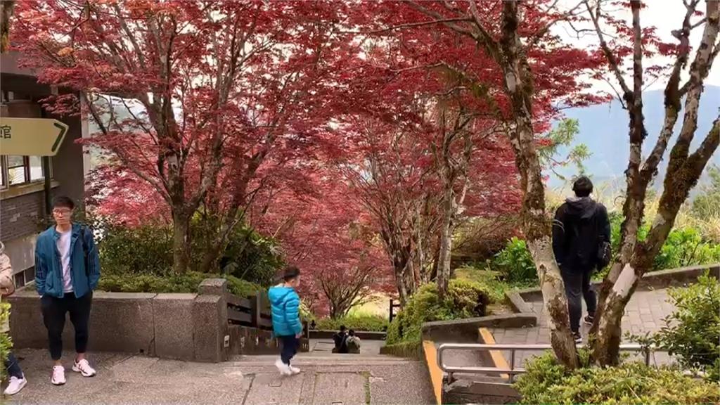 春天也能賞楓紅？夢幻「紫葉槭」階梯就在太平山