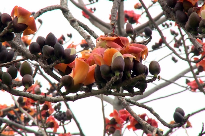 木棉花提早半月開 雲林145縣道「火紅」一片