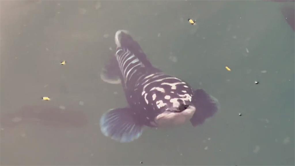 日月潭魚虎大軍又現身 張嘴出水模樣嚇人