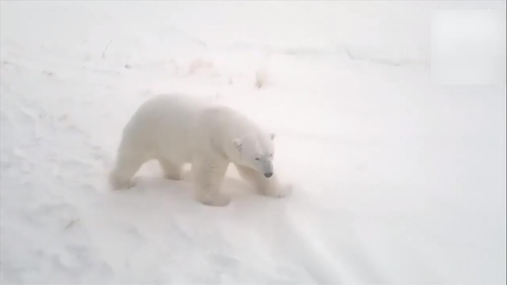 50頭北極熊湧入俄羅斯小村落覓食  當局宣布進入緊急狀態