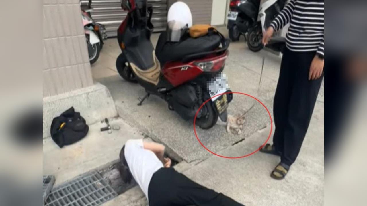 溝中救鱉！貓對水溝「狂喵多天」　十多人花1小時營救