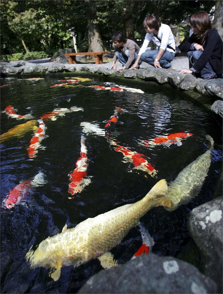 宮崎縣白色鯉魚頭頂愛心　吸引年輕人前來「增加戀愛運勢」