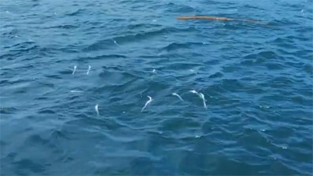 基隆八斗子外海漂大量白帶魚死屍　疑因「這個數值」未達標遭遺棄