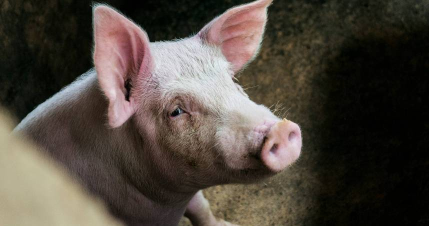 廚餘養豬擬2027全面禁止！處理費將翻倍　業者嘆：成本轉嫁給消費者