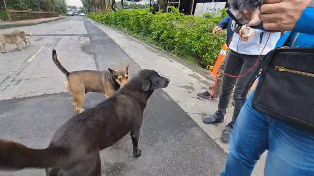 小黑獸性大發 公園運動濺血彎腰撿口罩遭野狗咬傷