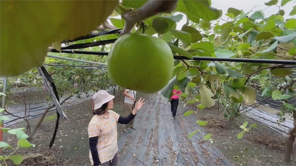 才剛整理好果園又有「天兔」來　果農嘆：今年真的太難了