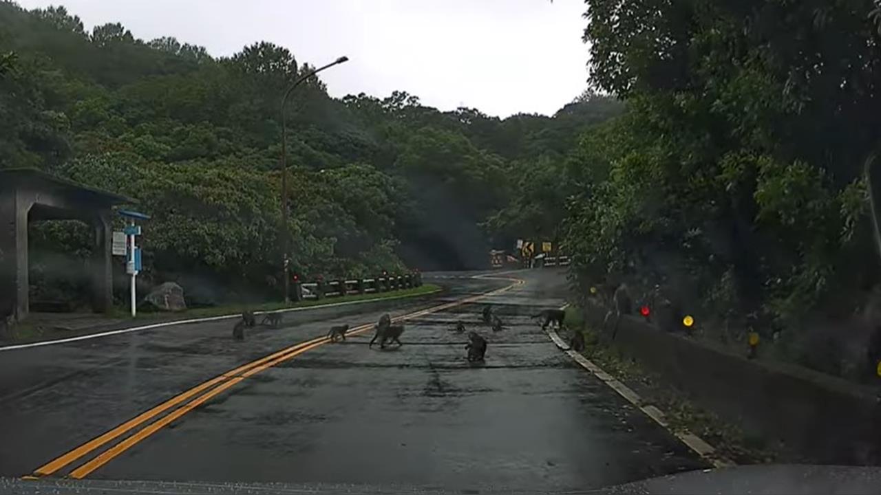 快新聞/山道猴子!陽明山「獼猴群佔領馬路」 網笑:猩球崛起?