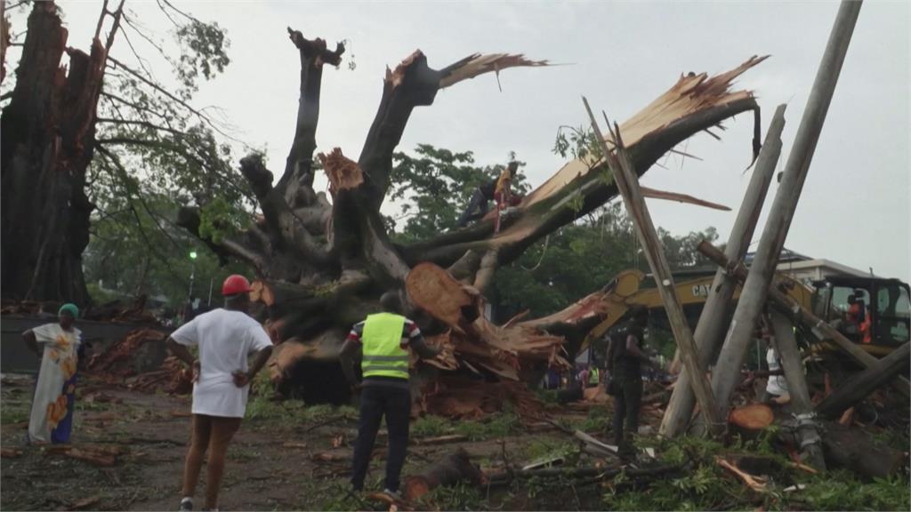 獅子山共和國　國寶級百年老樹暴風雨中倒下　