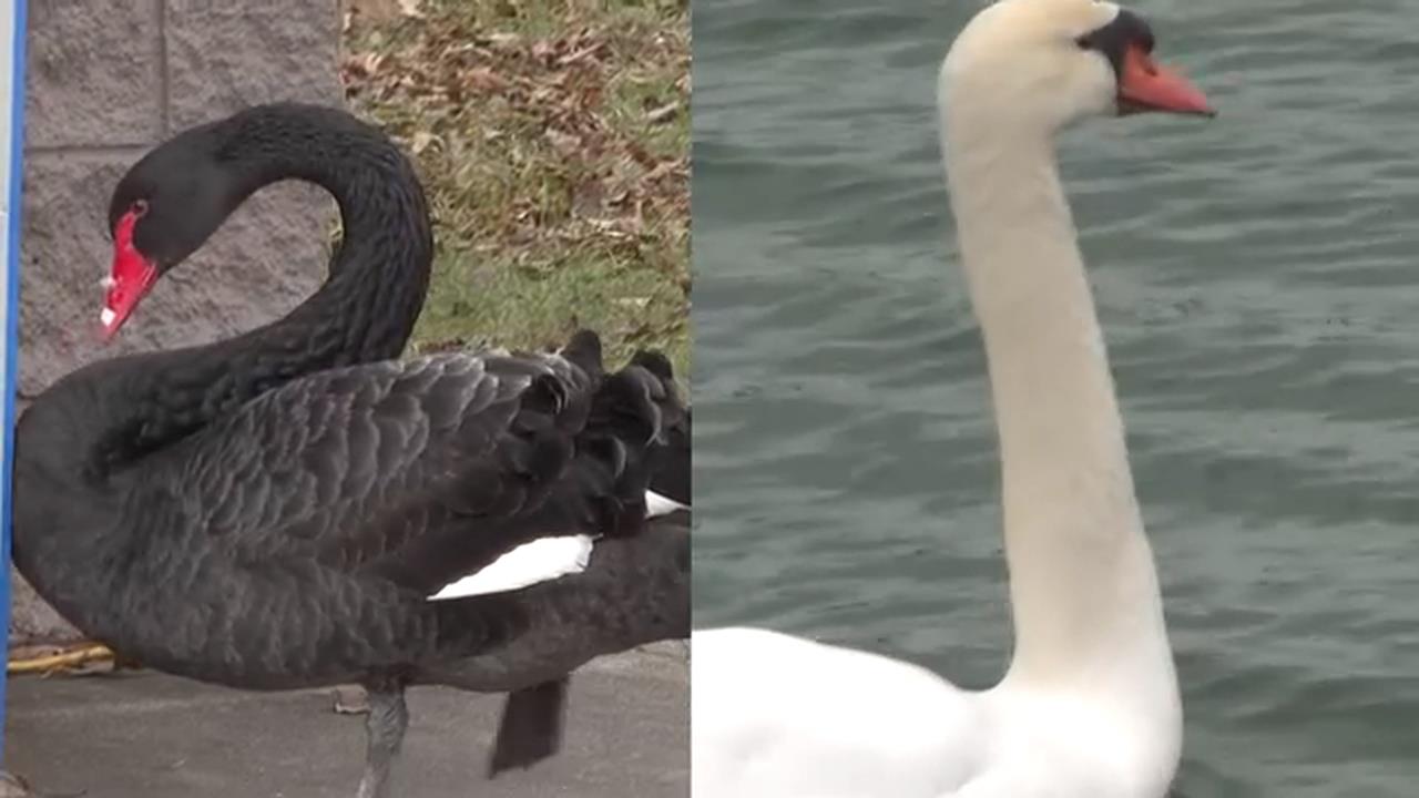 美國公園2公天鵝喪偶落單　園方募資幫找第二春
