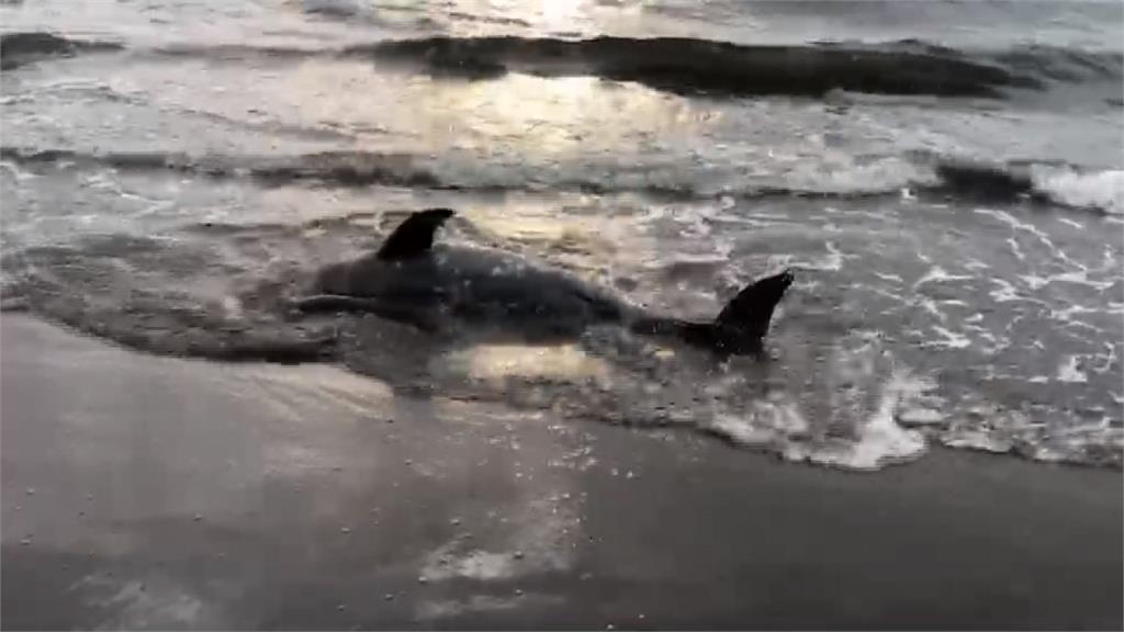 2隻海豚擱淺、頭猛撞沙灘 海巡員獲報搶救
