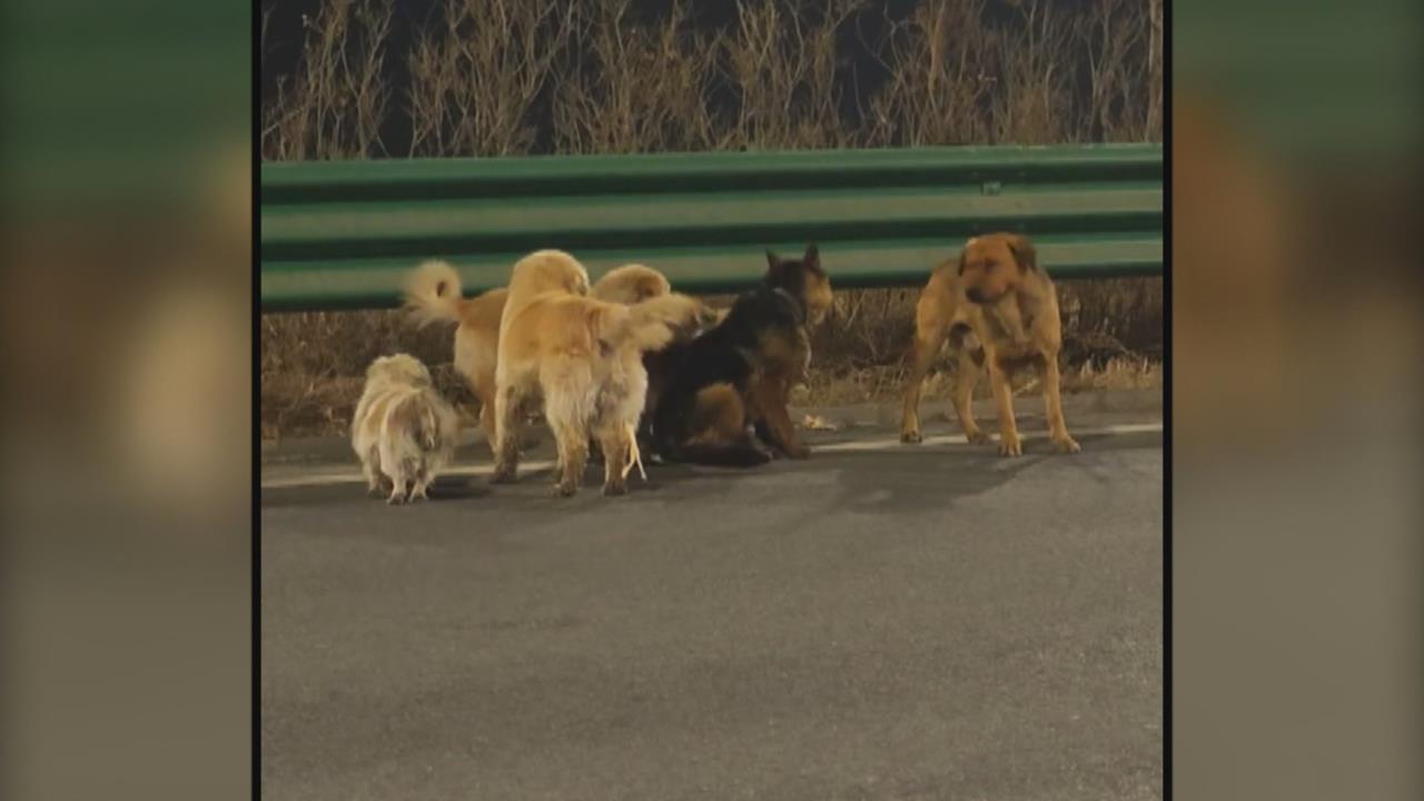 中國吉林7狗結伴逃亡? 暖心故事大反轉「發情期集體遊蕩」