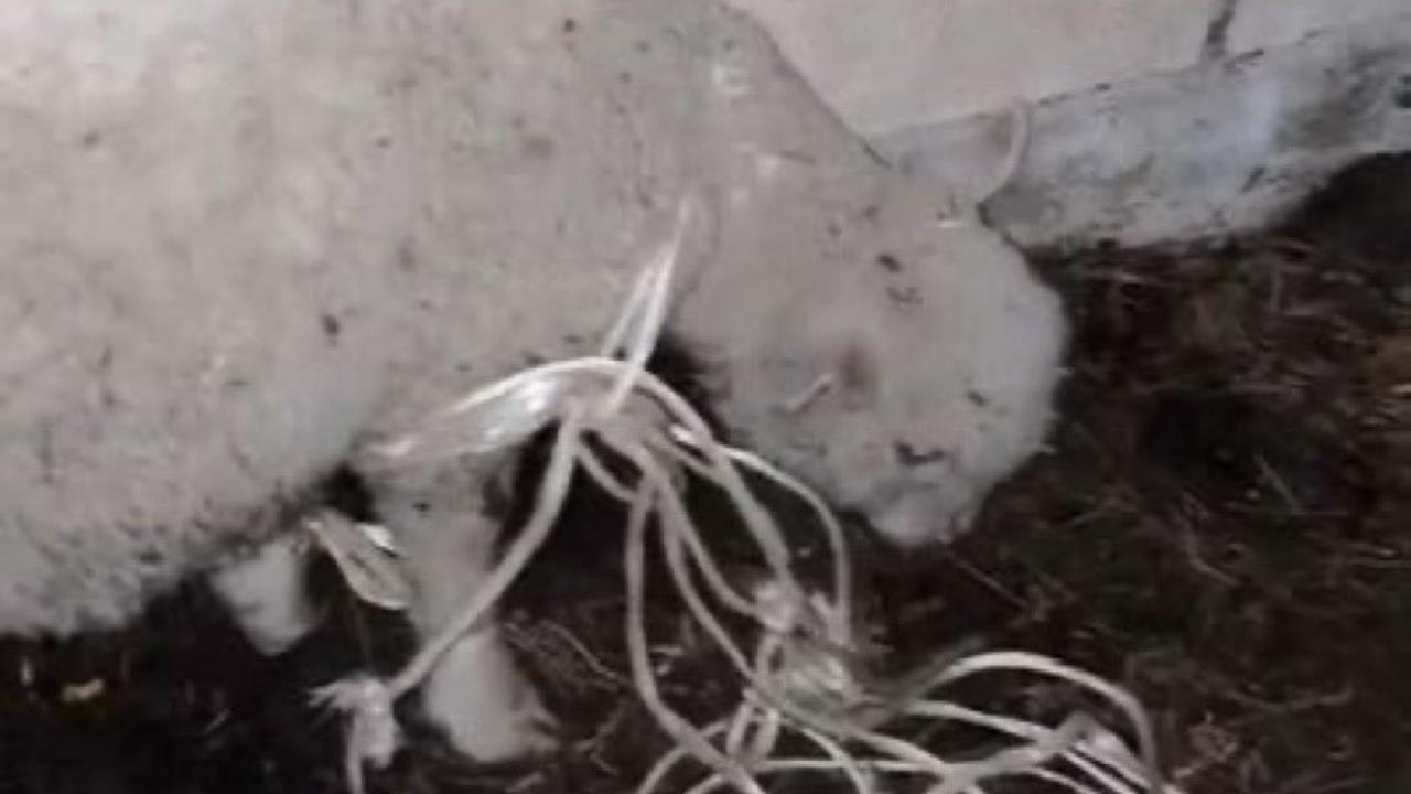 19歲男侵犯山羊致死！被活逮「喊1句」全場怒了⋯法國法院1小時速審定讞