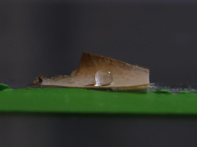 真菌也能做包材?研究用菌絲塗層打造無塑紙杯防水膜