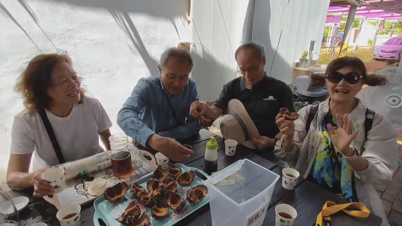 澎湖馬糞海膽供不應求　業者研發人工養殖技術