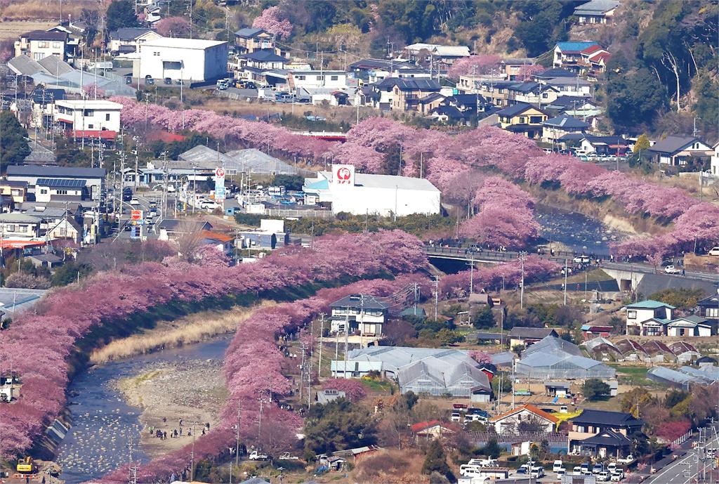 日本氣溫回暖！　靜岡縣「河津櫻」盛開　民眾拍照打卡