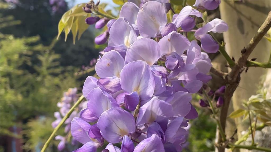 恐花苞凍傷「羽絨衣」防寒奏效　杉林溪「紫藤花」瀑布隧道重生