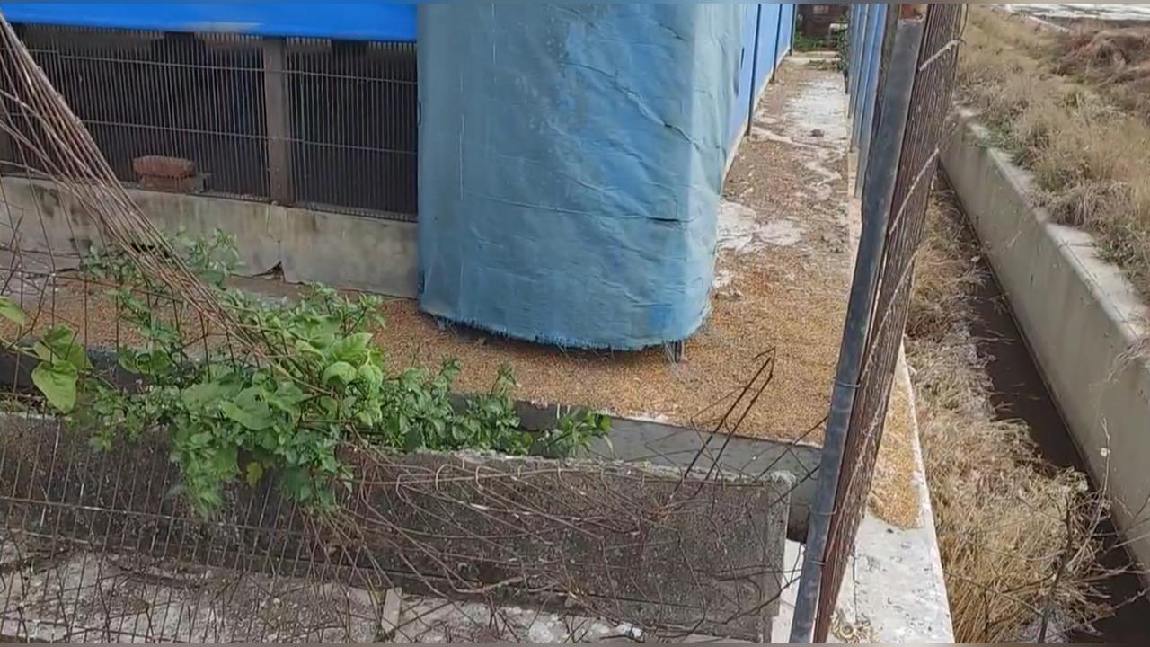 土雞大盜押起來！雲林偷雞集團偷近700隻雞　300元賤賣