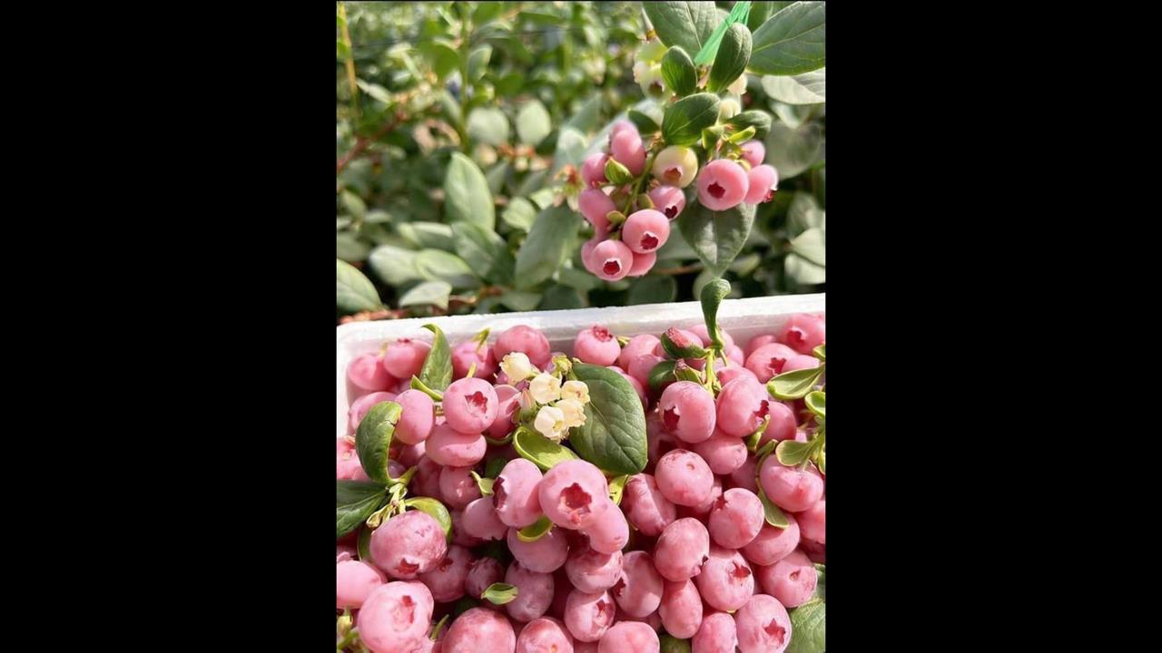 您有看過粉色藍莓嗎？　女跟風向假業者購買遭詐運費38元