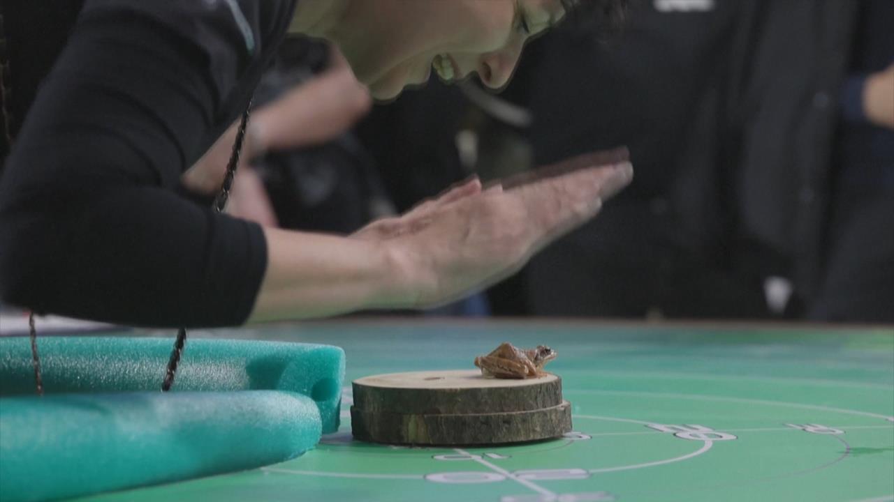 賽蛙? 克羅埃西亞趣味跳蛙比賽 固執青蛙"聞風不動"