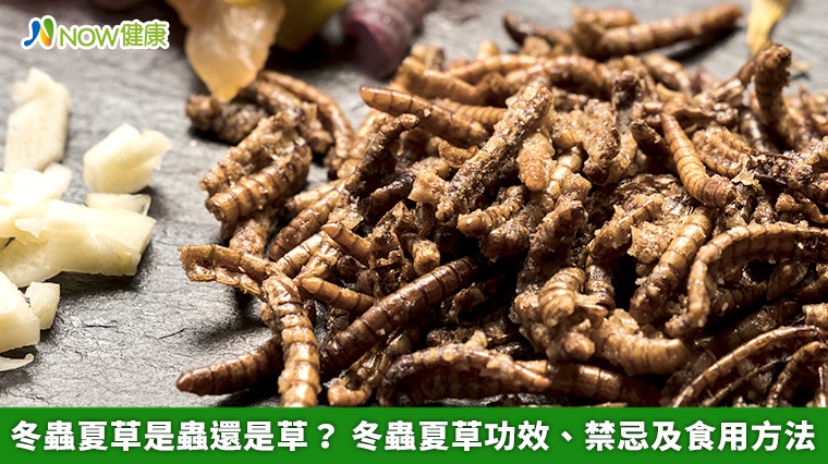 冬蟲夏草是蟲還是草？ 冬蟲夏草功效、禁忌及食用方法