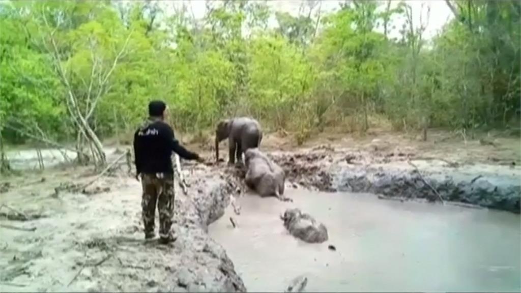 6小象困國家公園泥沼 巡邏員驚險搶救