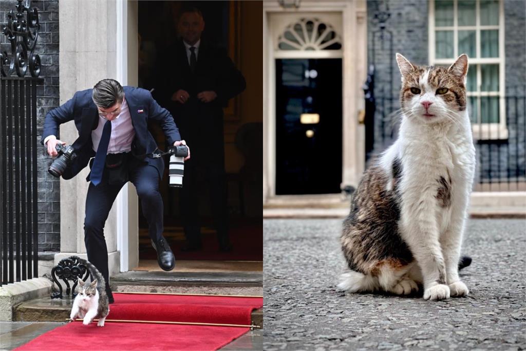 【有片】英「首席捕鼠大臣」賴瑞迎19歲生日　門口散步險絆倒波蘭攝影官