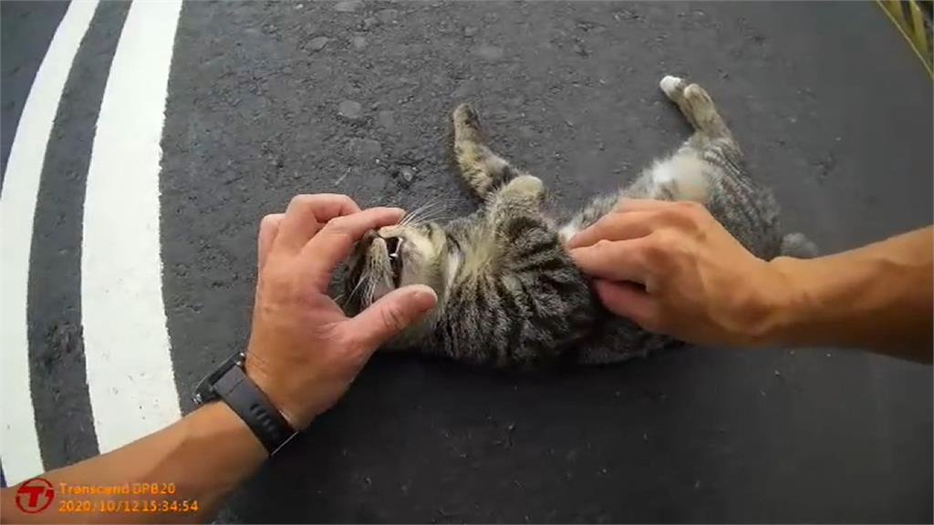 流浪貓被撞倒 暖警趴地CPR急救畫面曝光 民眾讚「一條命也是命」