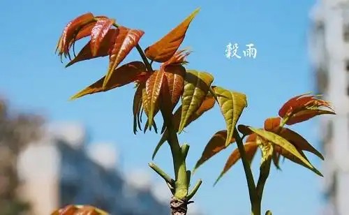 罕見！穀雨與復活節2025年同日　專家揭東西方轉運法「雙倍開運」