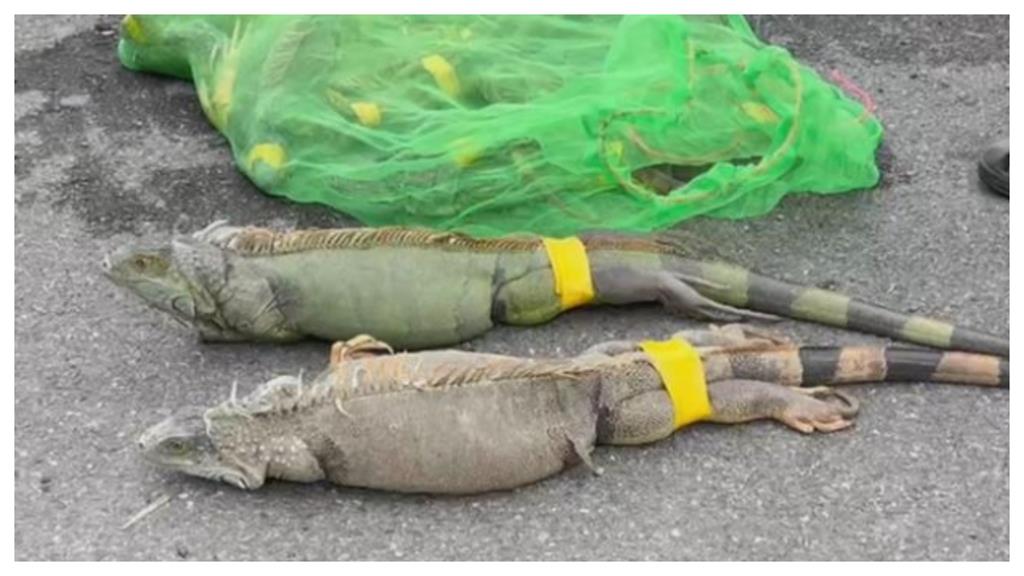 「綠鬣蜥末日」政府砸6000萬盼移除12萬隻　獵捕1隻「爽拿這金額」太驚人！