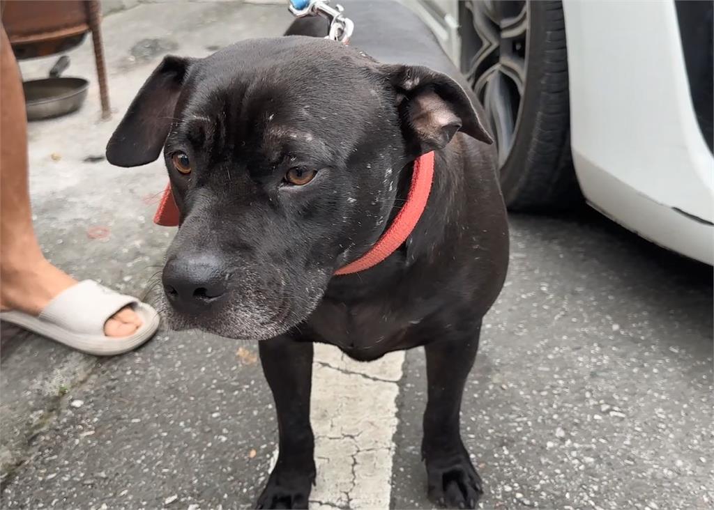 花蓮惡犬"攻擊男童.咬死鄰居愛貓" 動保處週二稽查
