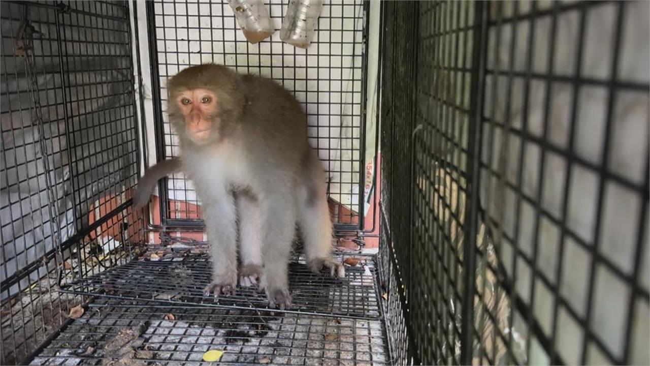 懷孕母猴闖酒鋪「狂灌伏特加」 比人類還猛!下秒醉倒「昏睡躺紙箱」荒謬畫面曝