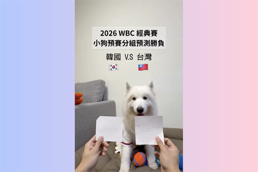 【WBC】薩摩耶「神犬」預測中華隊勝負4戰全中　球迷驚呼：比球評還準