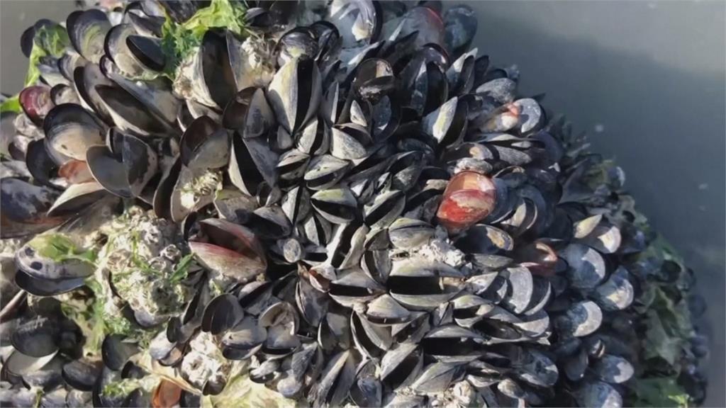 極端熱浪席捲加拿大西岸　淡菜、蛤蜊直接被烤熟！