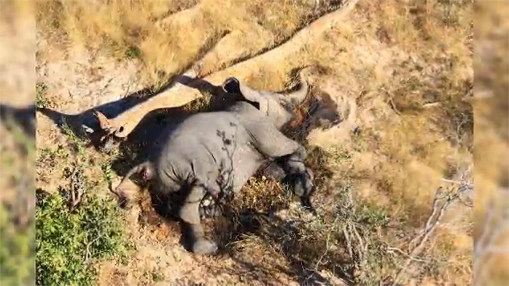 波札納360隻大象暴斃 死因離奇恐致公衛危機