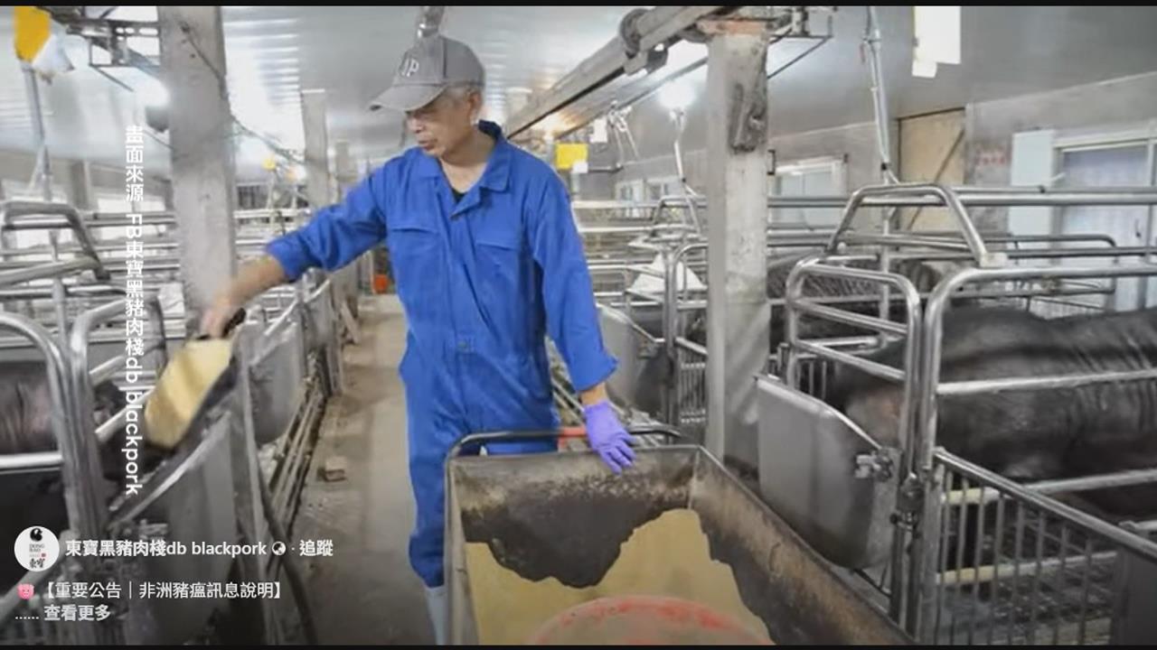 屏東黑毛豬「不吃廚餘」聽音樂長大　肉質佳獲高檔餐廳選用