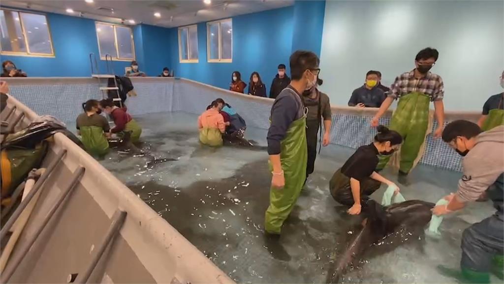 八里海岸3隻海豚擱淺 意外發現1隻海豚懷有身孕
