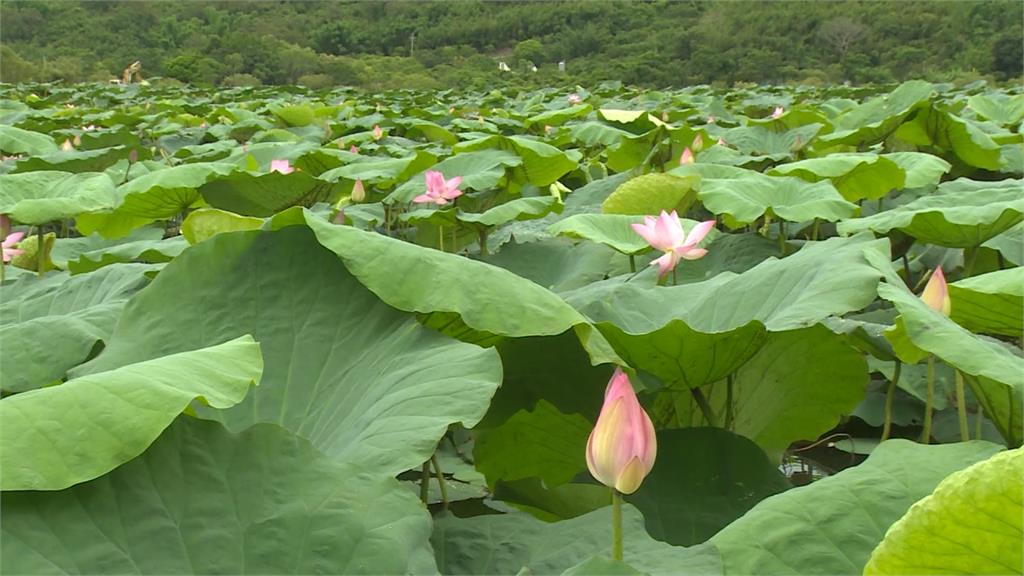 全台最大天然蓮花池在這！「蓮花季」體驗划船採蓮
