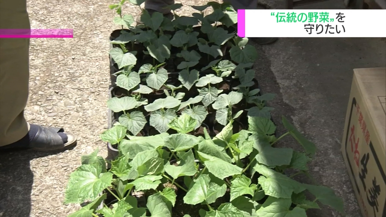回歸傳統！原生蔬果滅絕危機 日本推「這個」種植法