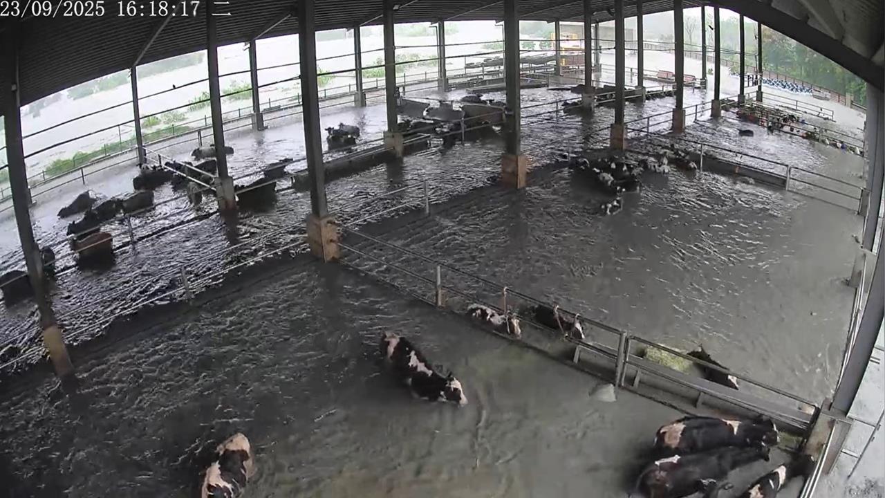 快新聞／慘！國軍兩千士兵今開進花蓮災區　鳳林鎮乳牛變「水」牛遭沖走