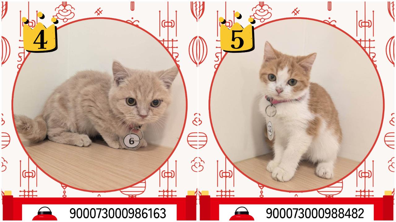 快新聞／太可愛！嘉縣「收容貓咪」開放抽籤認養　中獎率不到1%