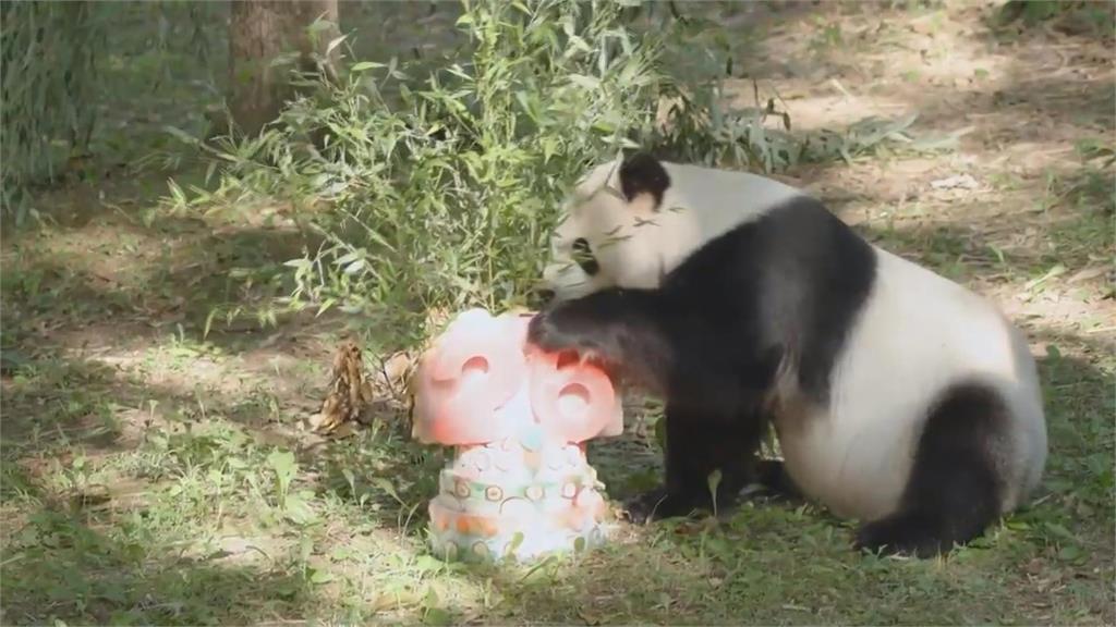 華府動物園大熊貓添添慶26歲　大啖冰塊蛋糕！年底送返中國