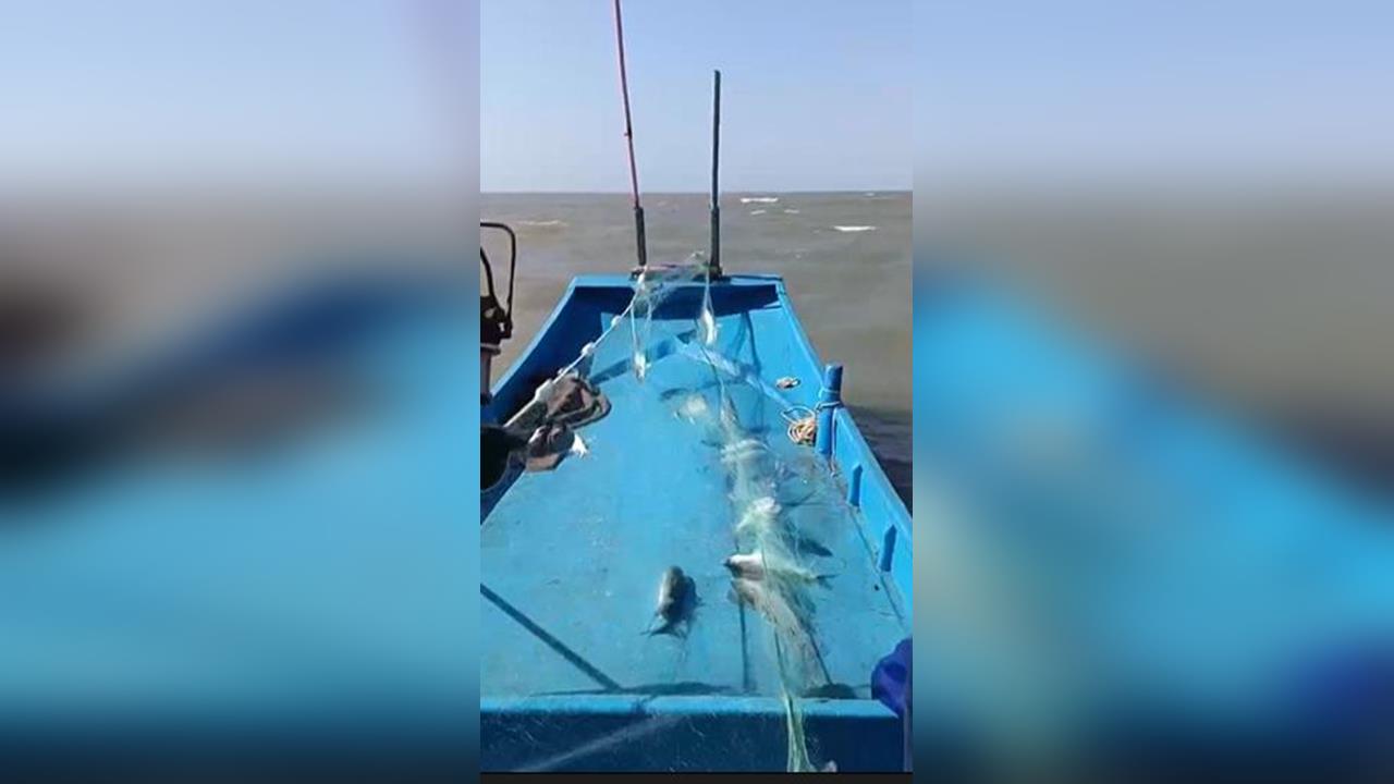 低溫助攻12天捕7400尾 漁民2百萬年終先入帳