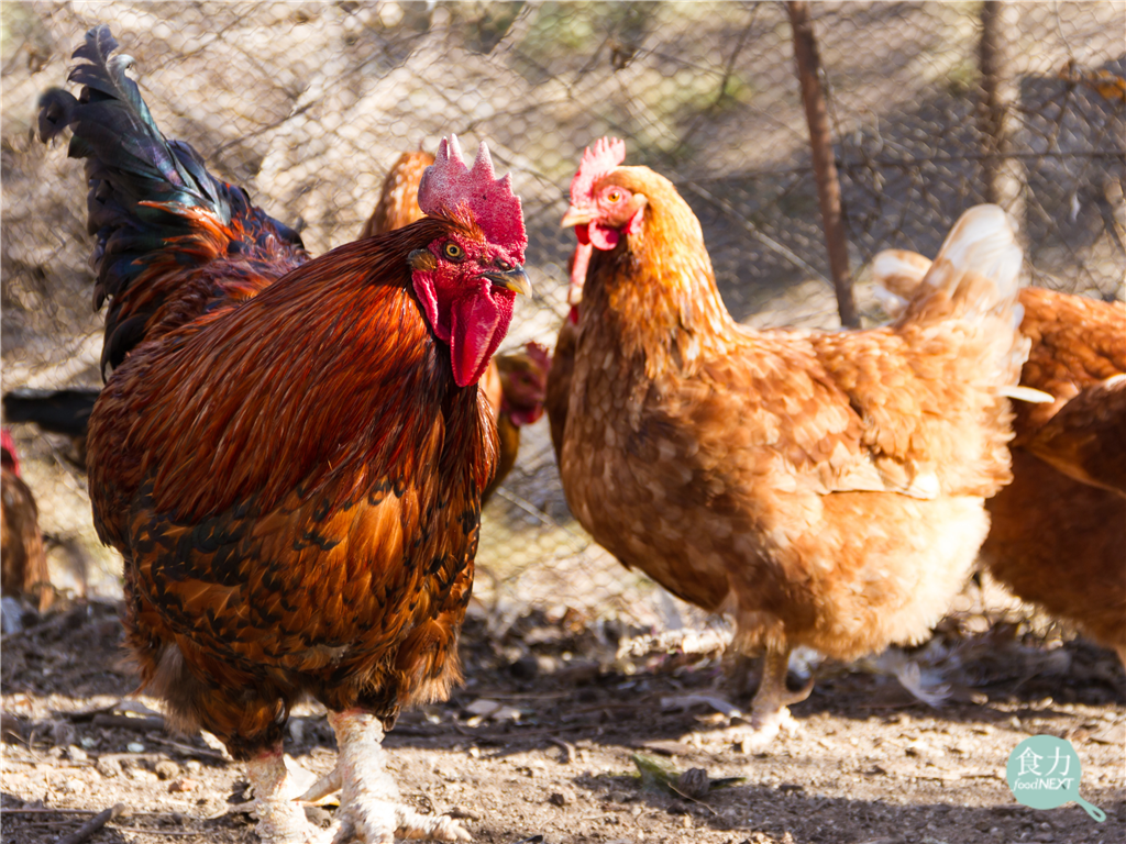 從籠飼雞到母豬分娩欄 英國動物福利改革延伸至屠宰與水產
