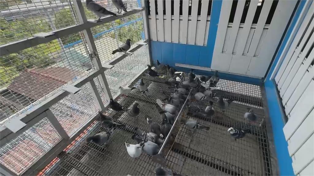 航空站要求鴿子「不准放飛」　違者將開罰30萬並拆除鴿舍