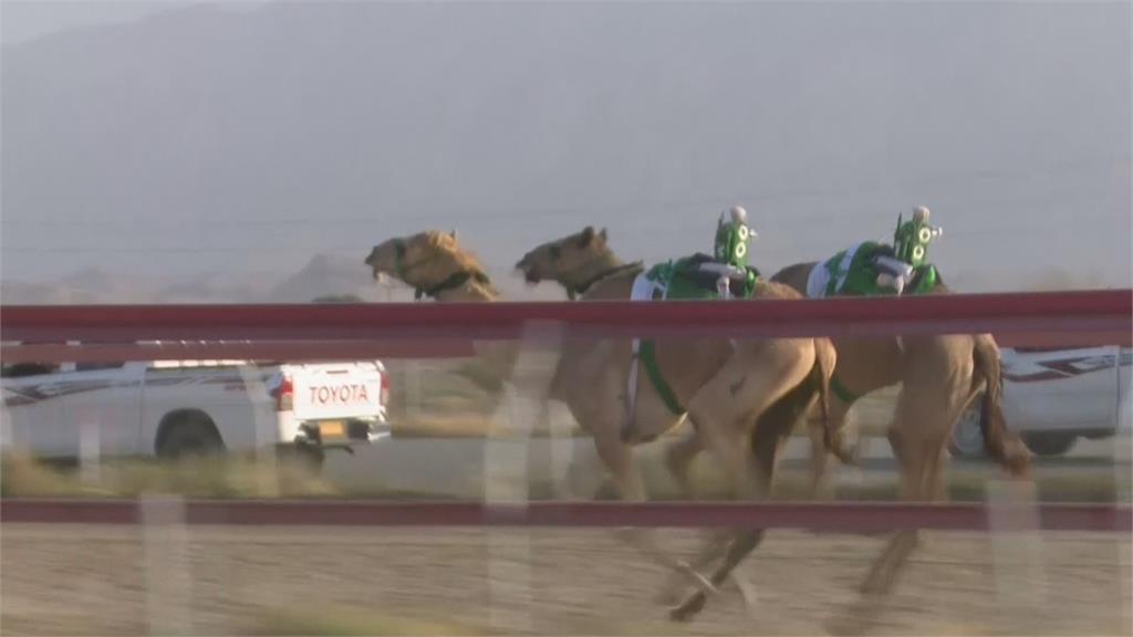 中東阿曼最重要節日　千年傳統駱駝大賽結束