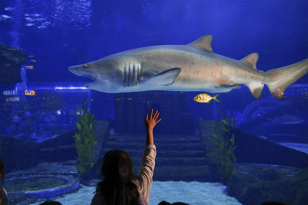 能登強震水族館受創停業半年　動物們回歸重開幕